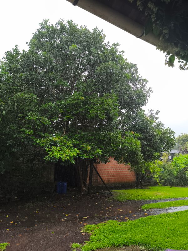 Identificação da planta Árvore-de-salsicha por foto
