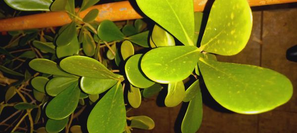 Identificação da planta Abaneiro por foto