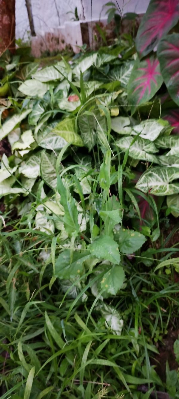 Identificação da planta Foguinho por foto