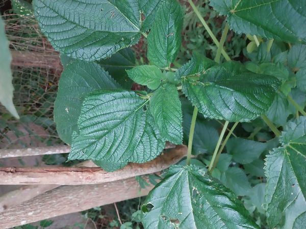 Identificação da planta Urtiga-branca por foto