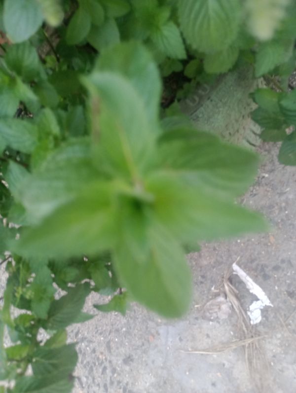 Identificação da planta Hortelã pimenta por foto