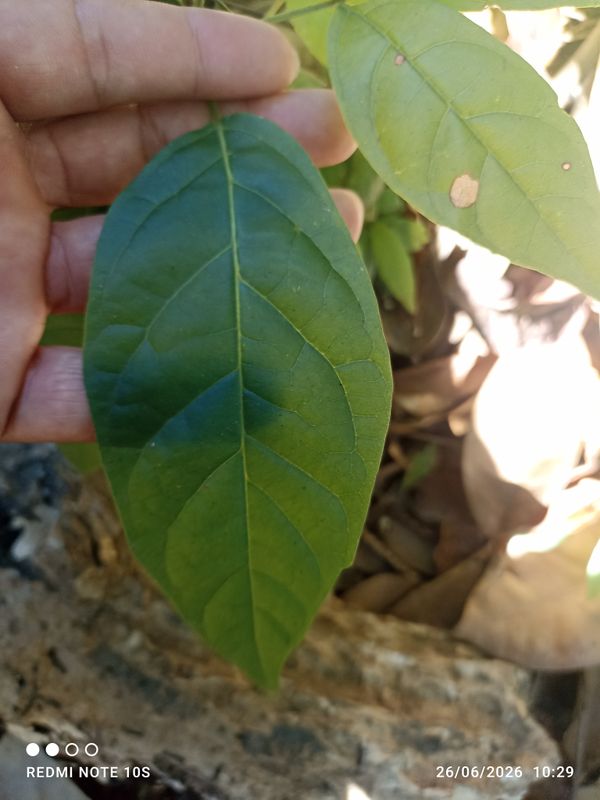 Identificação da planta Mogno por foto