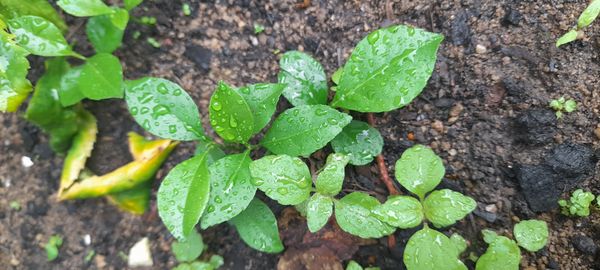 Identificação da planta Limão por foto