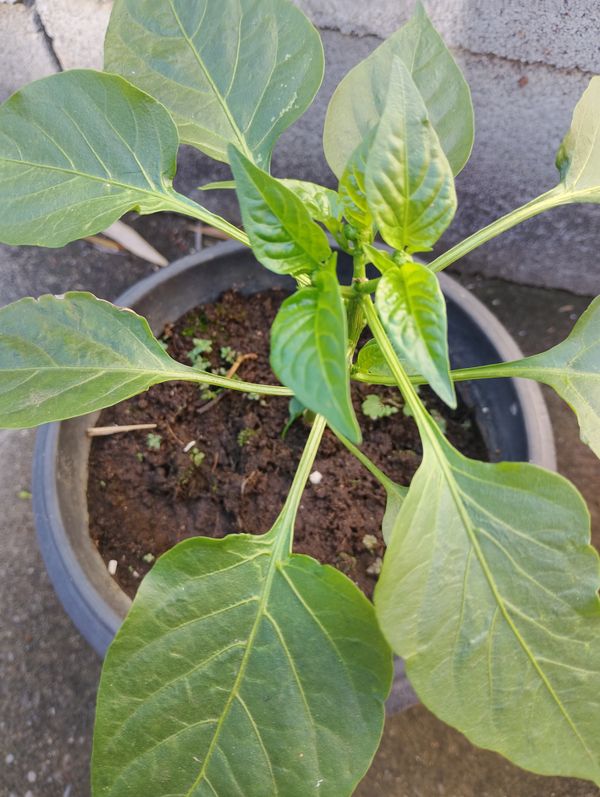 Identificação da planta Pimenta por foto