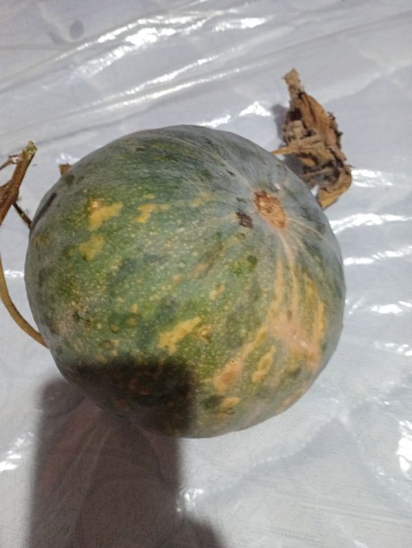 Identificação da planta Melão por foto
