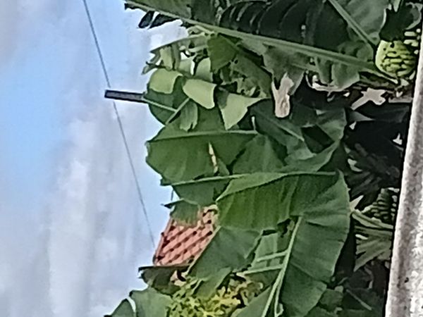 Identificação da planta Bananeira por foto
