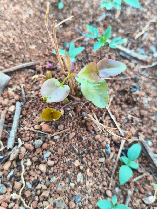 Identificação da planta Torenia por foto