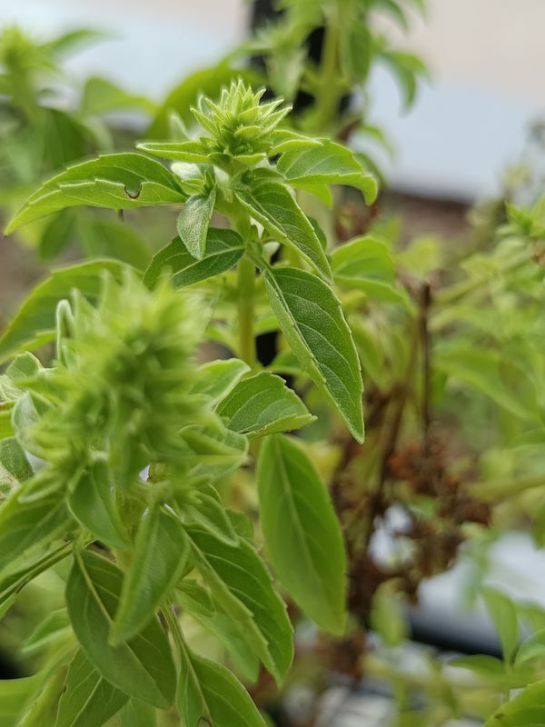 Identificação da planta Manjericão roxo por foto
