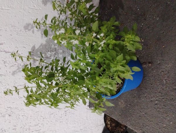 Identificação da planta Manjericão por foto