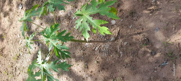 Identificação da planta Mamão por foto