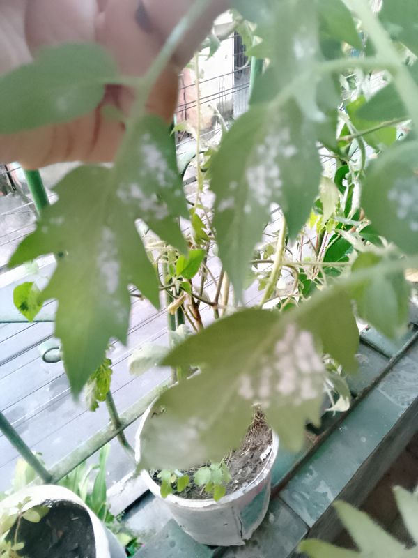 Identificação da planta Tomate por foto