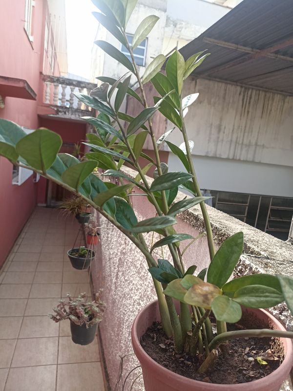Identificação da planta Zamioculcas por foto