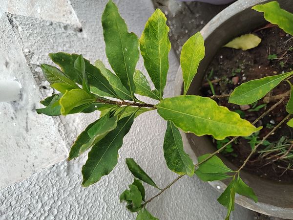 Identificação da planta Pau incenso por foto