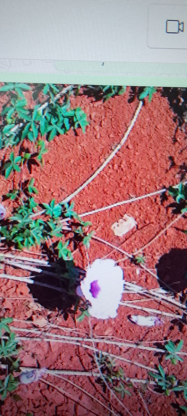 Identificação da planta corda-de-viola por foto