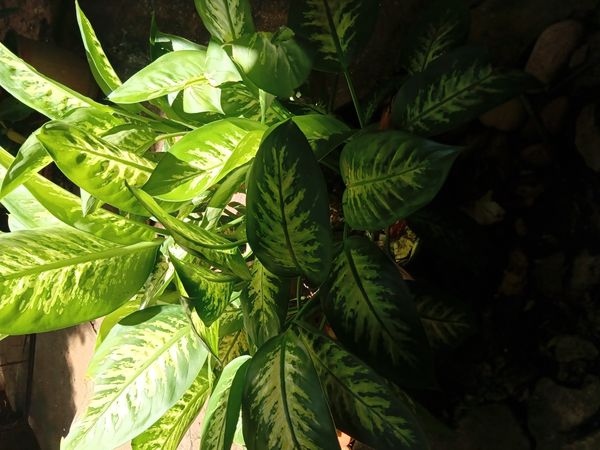 Identificação da planta Comigo-ninguém-pode por foto