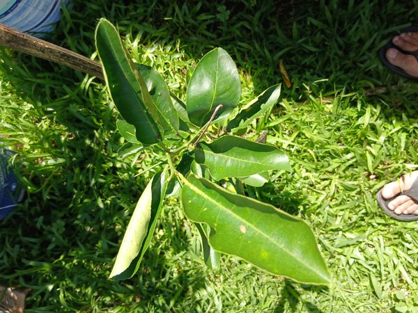 Identificação da planta Limão galego por foto