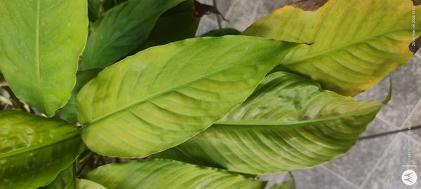 Identificação da planta Lírio da paz por foto
