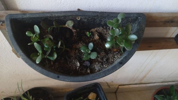 Identificação da planta Planta-jade por foto