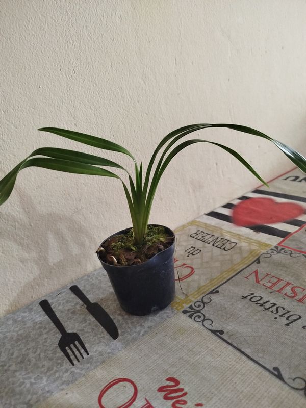 Identificação da planta Orquidea por foto