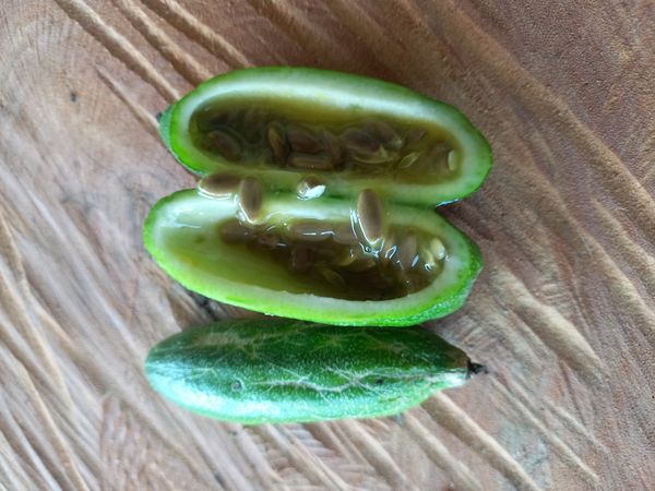 Identificação da planta Maracujá por foto