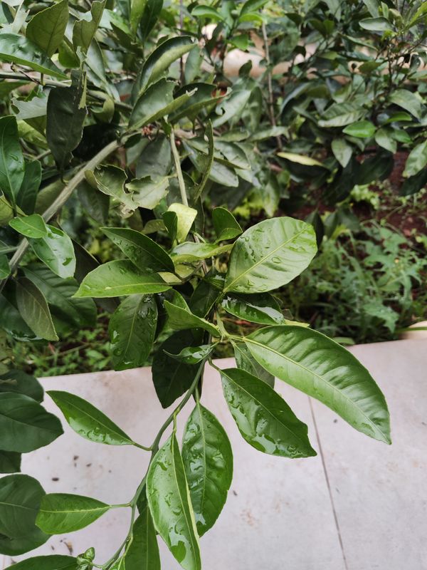 Identificação da planta Limão galego por foto