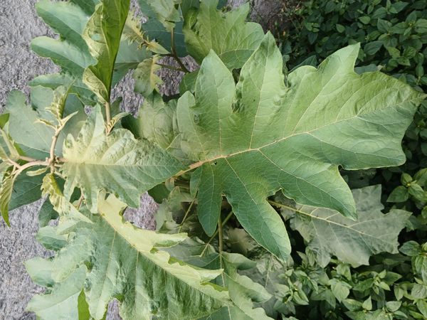 Identificação da planta Fumacinha por foto