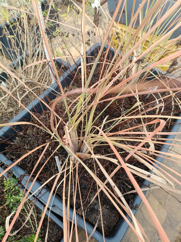 Identificação da planta Sem nome popular registrado no Brasil por foto