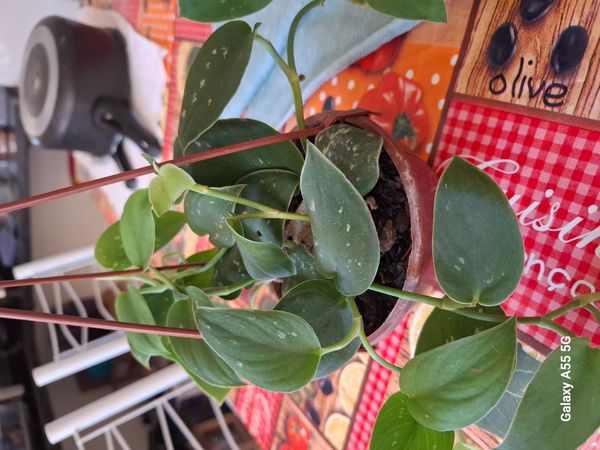 Identificação da planta Jiboia por foto