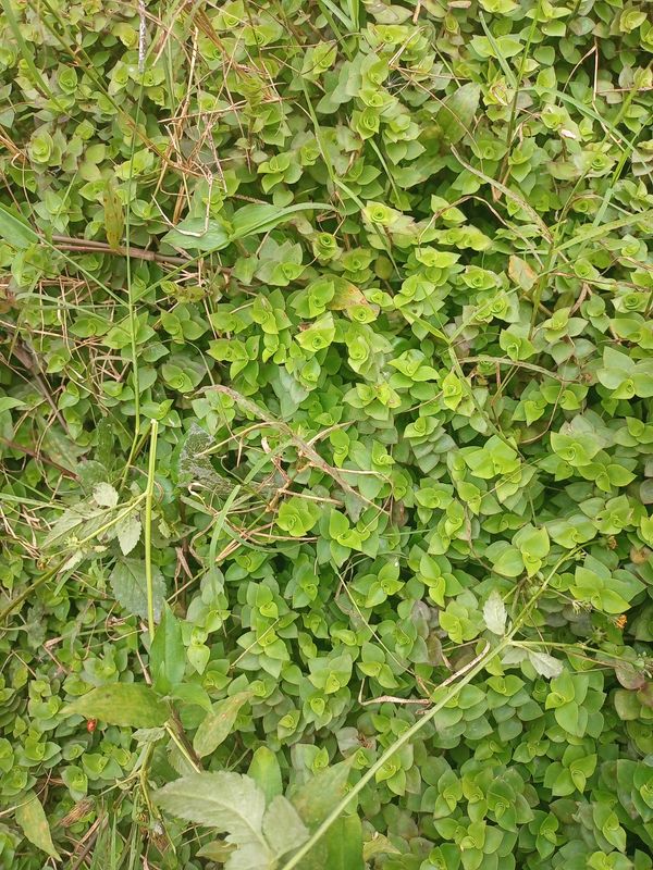 Identificação da planta Tradescantia-nanica por foto