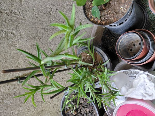 Identificação da planta Dente de tigre por foto