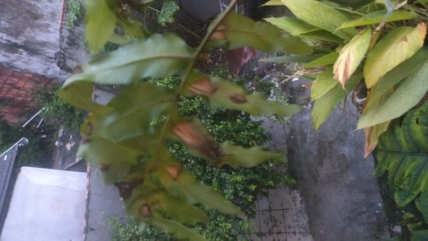 Identificação da planta samambaia-de-folha-de-carvalho por foto