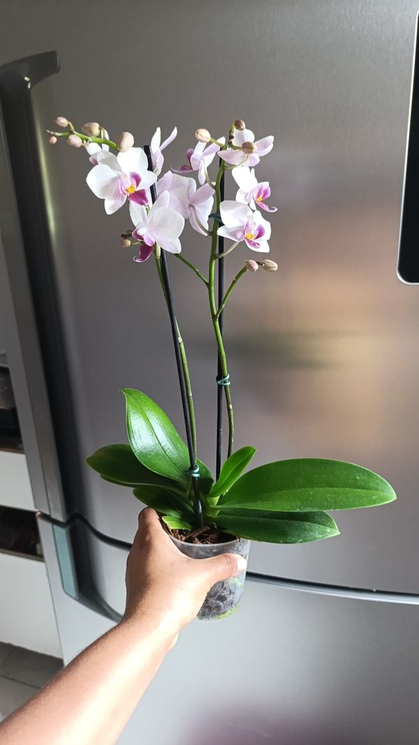 Identificação da planta Orquídea-Phalaenopsis por foto