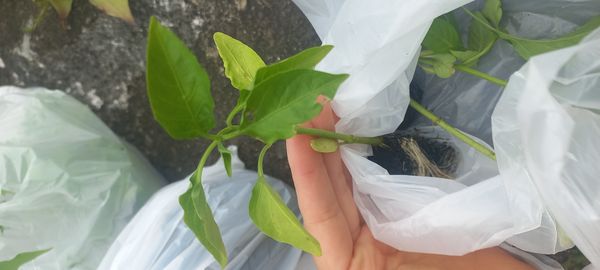 Identificação da planta Malagueta por foto