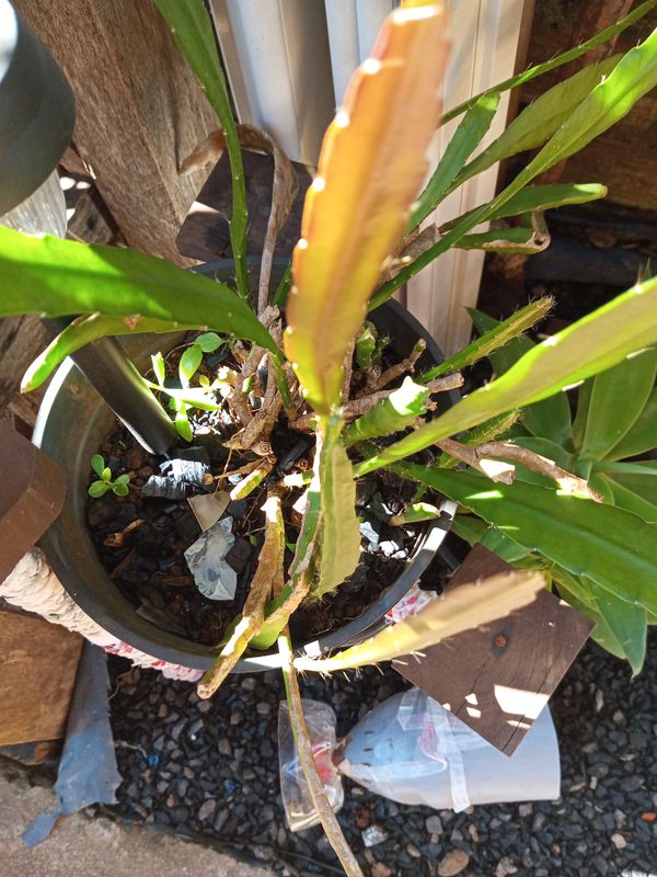 Identificação da planta Cacto-orquídea por foto