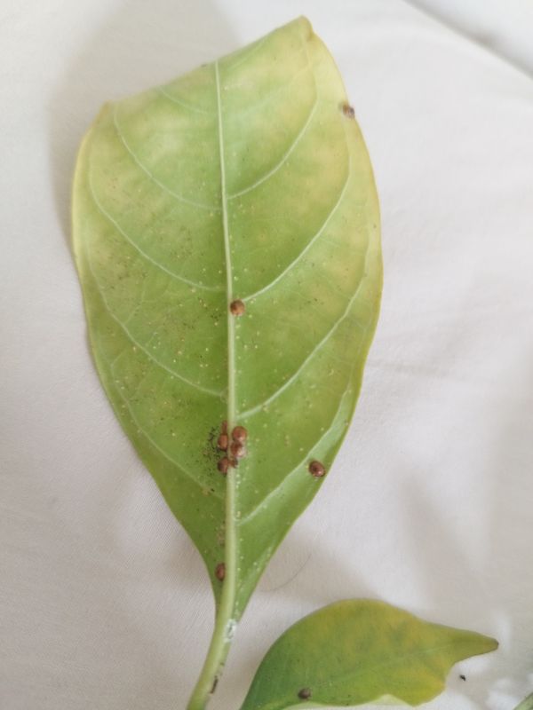 Identificação da planta Bulandijaca por foto
