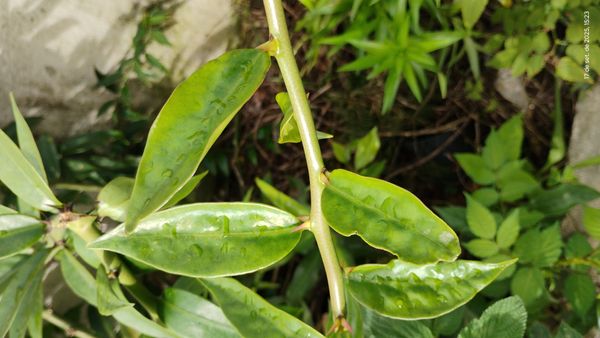 Identificação da planta Ora-pro-nóbis por foto