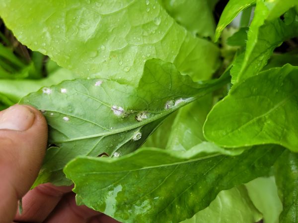 Identificação da planta Nenhum por foto