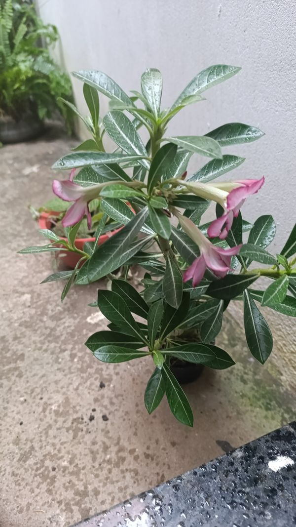 Identificação da planta Rosa do deserto por foto