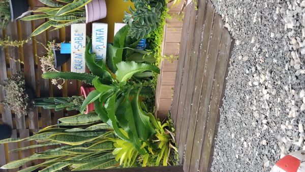 Identificação da planta Candelabro por foto