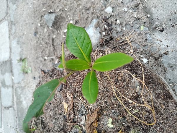 Identificação da planta Posso pesquisar para confirmar o nome popular no Brasil? por foto