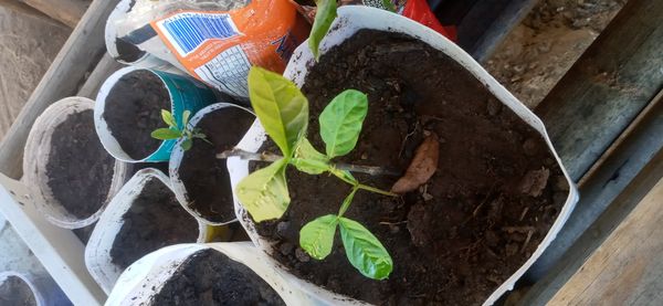 Identificação da planta Rambutan por foto