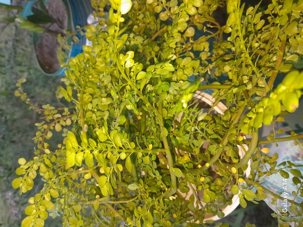 Identificação da planta Cabelo-de-anjo por foto
