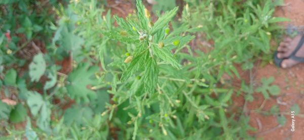 Identificação da planta Sem nome popular registrado no Brasil por foto