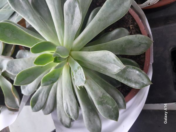 Identificação da planta Aeonium Catavento por foto