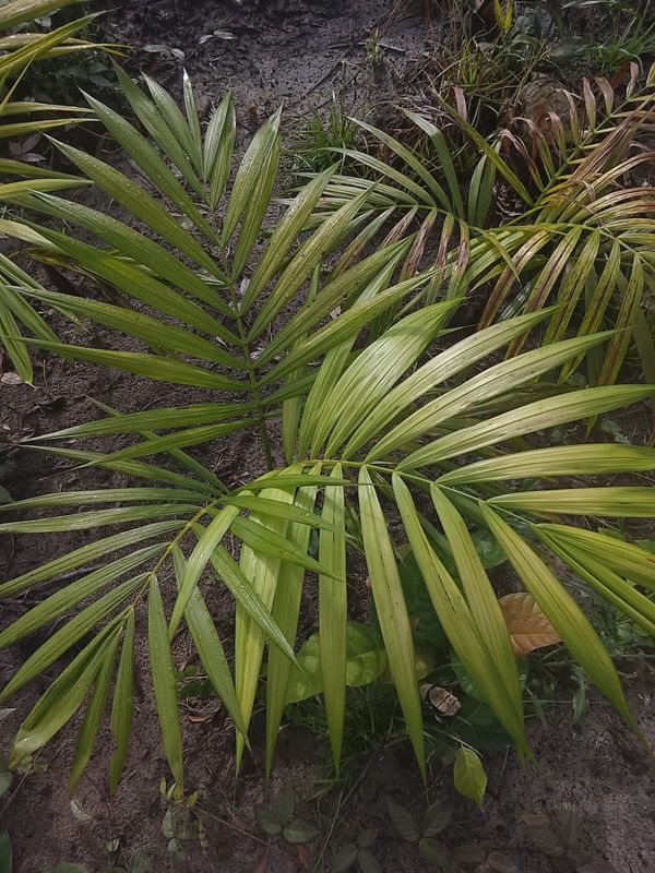 Identificação da planta Açaí por foto