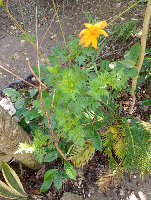 Identificação da planta Cosmos por foto