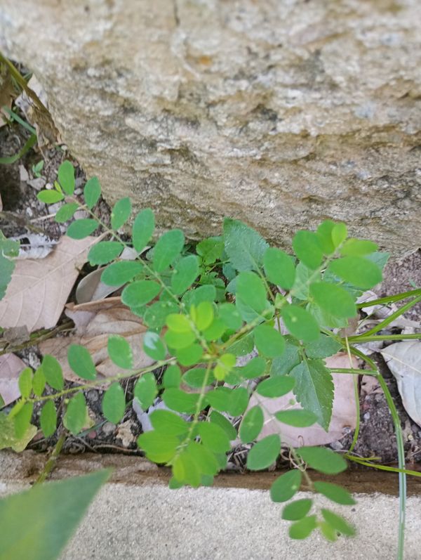 Identificação da planta Quebra pedra por foto
