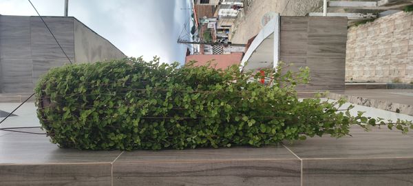 Identificação da planta Dinheiro em penca por foto