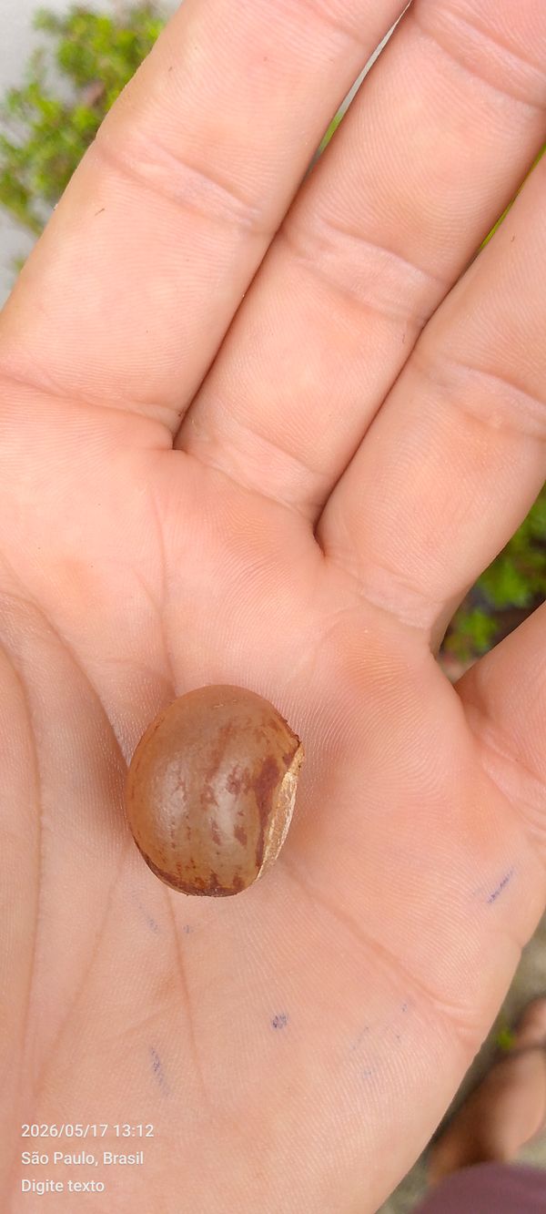 Identificação da planta Desconhecido por foto