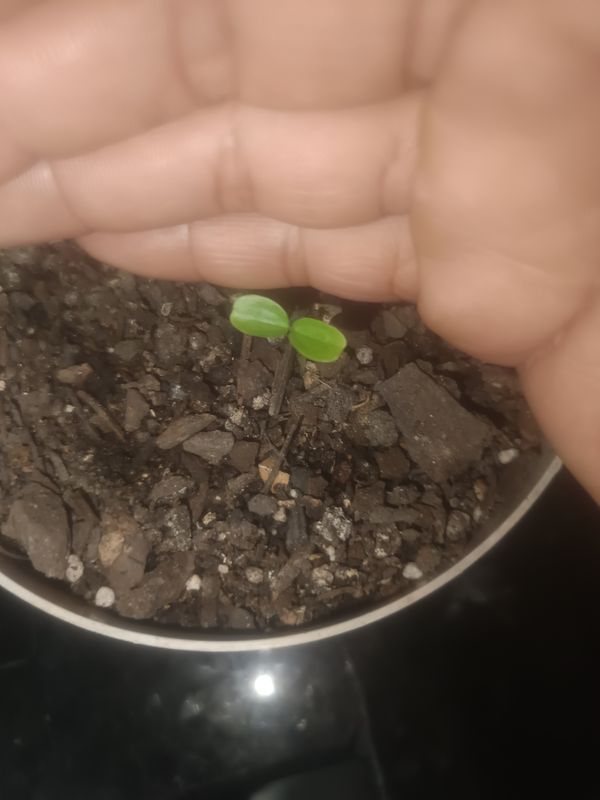 Identificação da planta Pepino por foto